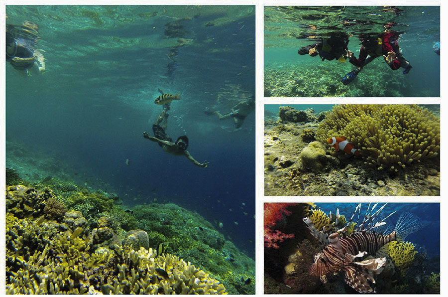 Bali Private Snorkeling Trip to Menjangan Island