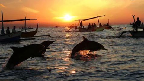 Dolphin Sunrise Trip