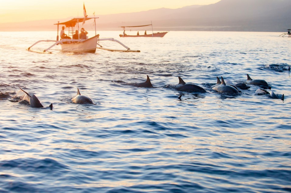 Dolphin Tour Lovina Bali 