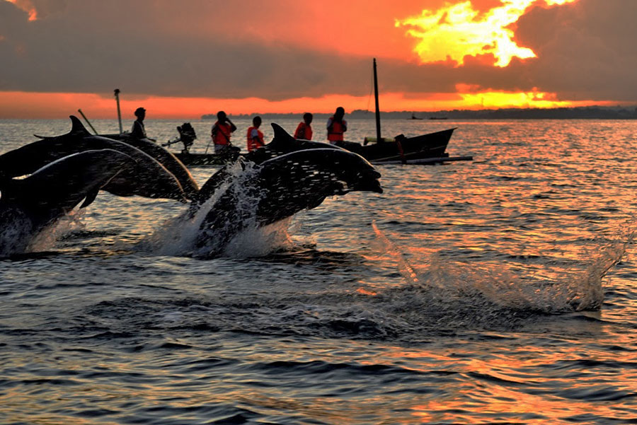 Dolphin Sunrise Tour 1 - Bali Safest Driver