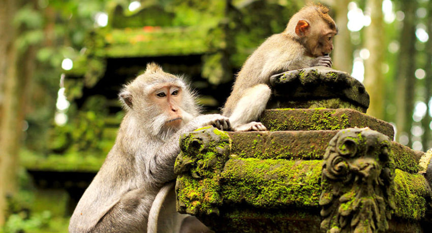 Sacred Ubud Monkey Forest