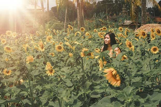 Sunflower