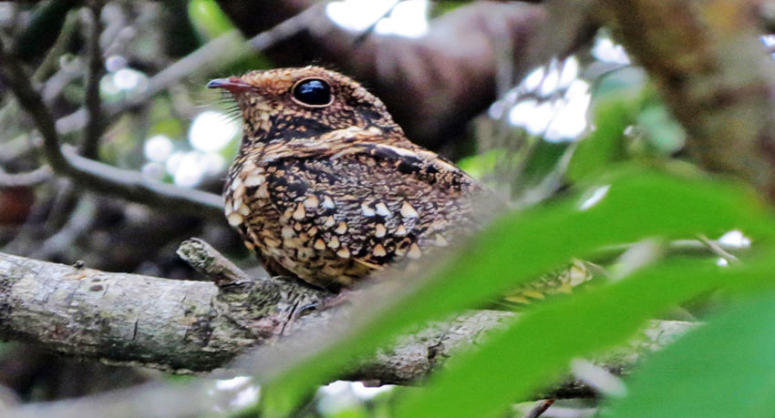 Bird Watching in Mangrove Forest